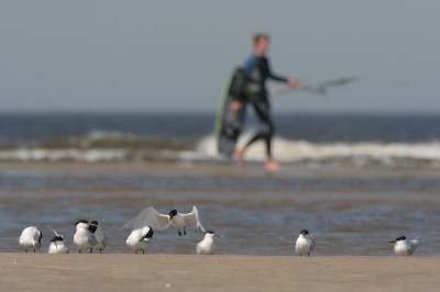 Mijn laatste foto van mijn grote sternserie was ook echt mijn laatste foto van de grote stern. Toen ze begonnen met kite-surfen was het gedaan met de pret. Het is daar toegestaan en ik had mijn foto's toch al binnen maar toch was het jammer.