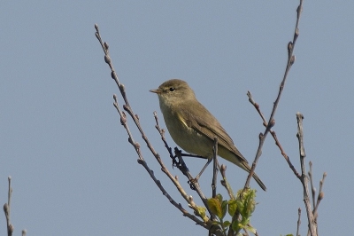 Veel geleerden hebben zich over deze foto gebogen.
Nog steeds geen determinatie.
Fitis of spotvogel?
Graag jullie mening.