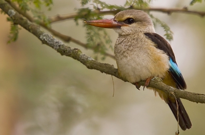 more images at http://www.pbase.com/danny_laredo/wildlife_in_africa