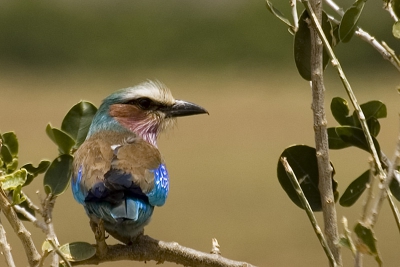 Deze prachtig gekleurde vogel kom je overal in Kenia en Tanzania tegen. Ze leven van insecten en vruchten.