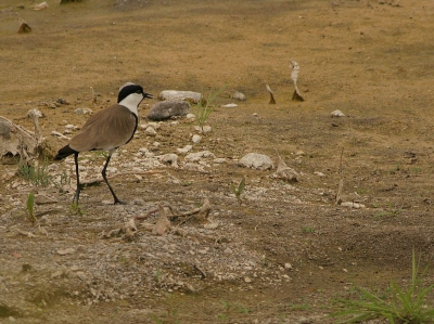 Dit jaar voor 't eerst een weekje samen met mijn vriend naar Lesbos geweest. Het was een heerlijke week, prachtige natuur en mooie vogels. Door 2 enthousiaste dames werden wij gewezen op deze Sporenkievit......die we vervolgens vast mochten leggen!

Groetjes,
Petra

www.pbase.com/peetje252