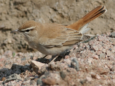 Deze vogel was zeer makkelijk te fotograferen in de moestuintjes bij de boulevard van Aqaba. Begin april lijkt me vrij vroeg voor deze soort op deze plek. Let op het gesleten verenkleed!