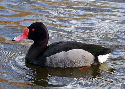 Ik kan deze vogel absoluut niet plaatsen. Het lijkt een soort hybride te zijn, of een vogel die niet in europa voorkomt, maar toch op een of andere manier in een watertje in de buurt van groningen terecht is gekomen. Kan iemand me helpen?