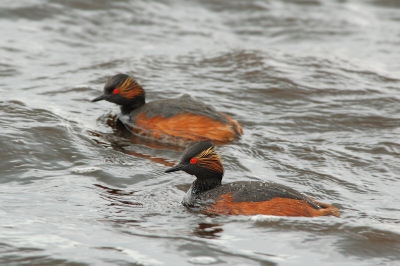 Gerelateerd aan http://www.birdpix.nl/album_page.php?pic_id=97231

Dit is meer wat ik bedoel met dat je er in de regel slechts 1 in het scherpteveld hebt wat eerder een "saampjes onderweg" indruk geeft dan "wat hebben we het toch goed samen".
Bij het gedraaitol om elkaar heen moeten die koppies net in het scherptevlak zijn.