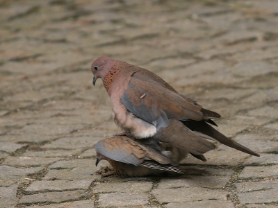 In het oude deel van Istanbul zijn regelmatig Palmtortels te zien. Helaas zitten deze mooie vogels vaak op dakranden of andere hoge posten en maar zelden op straat. Bij dit paartje had ik het geluk dat ze bij deze "straat activiteit" even alleen maar oog hadden voor elkaar.