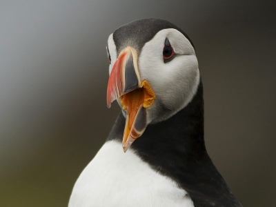 In de eerste week van mei ben ik met mijn vader naar de Farne islands in Engeland geweest. Kuifaalscholvers en alken waren het makkelijkst te fotograferen, maar het leukste waren de papegaaiduikers. Nikon D70, 4/300mm, 1/500 f5,6
