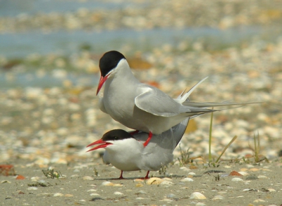 Sinds een tijdje ben ik bezig met digiscoping. Het is nog een kwestie van de mogelijkheden onderzoeken. Tot nu toe ben ik maar zelden tevreden over de scherpte. Dit is de eerste keer dat deze redelijk is, volgens mij. Ik heb niet veel'foto's over parende Noordse sterns kunnen vinden op bp. Het leek me daarom leuk deze eens te plaatsen. Ben benieuwd wat jullie er van vinden. Deze foto maakt deel uit van een serie van de balts.