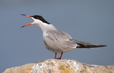 more images of this bird can be found at http://www.pbase.com/danny_laredo/birds