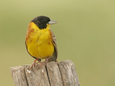 De Zwartkopgors is veel voorkomend op Lesbos, maar wel een prachtig vogeltje! Poserend op van alles en nog wat.......dit keer op een mooi oud paaltje!

Groetjes,
Petra

www.pbase.com/peetje252