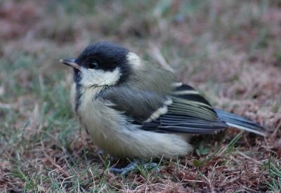 Juveniele koolmees, deze morgen uitgevlogen uit nestkast in tuin