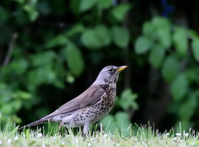 Eindelijk een foto van een kramsvogel kunnen maken.