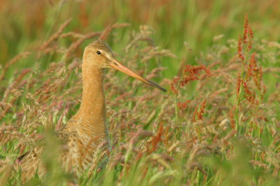 Grutto genomen met en Canon 350D, EF400 mm + 1.4x