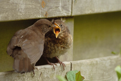 Een lieflijk tafereeltje in eigen tuin, alleen de kat vond van niet, die moest binnen blijven.