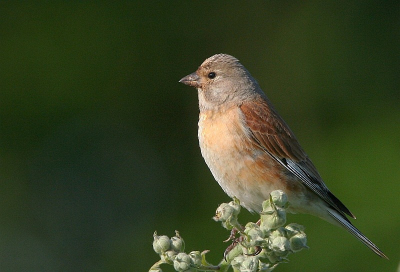 In het zonnetje met een schaduwrijke achtergrond.
iso 200 1/800 f8.0 -3/3 stop