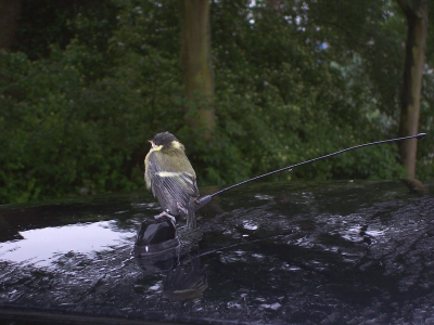Mijn eerste foto op de site van birdpix van een koolmees.
Denk probeer hem eens te uploaden.