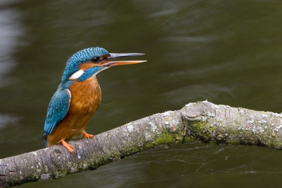 Mijn lievelingsvogel, ik dacht niet dat het mij ooit eens zou lukken, wel eerst geduldig zijn komst afwachten!