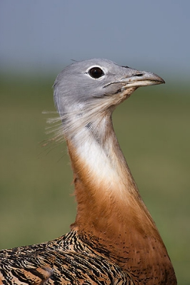 This male approached too much to my hide, so had to make a portrait.