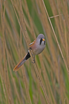 Minsmere RSPB reserve, Suffolk, UK
Canon 20D 500mm IS, 1.4 converter