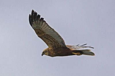 Minsmere in Engeland is een fantastische plaats om oa bruine kiekendief te zien. Dit is  1 van de 8 die  we gezien hebben die  dag!