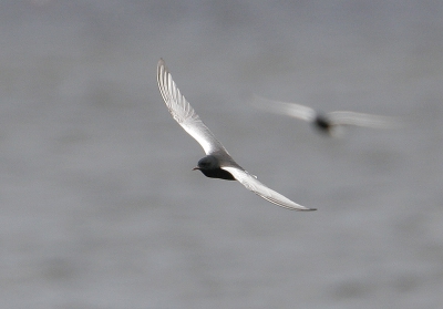 Net terug van vakantie ben ik naar het Gooimeer gegaan om iets van de Witvleugelstern-influx mee te krijgen. Het viel niet mee om een goede foto te maken. Deze foto is een vrij extreme crop.
Meer foto's in m'n PA.