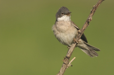 Dit weekend was er zo eentje waarop alles anders uitdraaide dan gepland. Ik ging eigenlijk 's morgens vroeg Rietgors fotograferen, maar ben uiteindelijk geeindigd met foto's van een Grasmus. Ik ben er natuurlijk niet kwaad om :-)