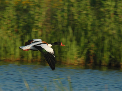 Afgelopen zaterdag heel de dag gewerkt, toen ik thuis kwam was mijn nieuw bestelde statief er! Gelijk diezelfde avond nog wezen fotograferen bij ons achter, met o.a. dit resultaat!

Nikon D70 - 500mm - ISO 200 - F11 - 1/250 sec