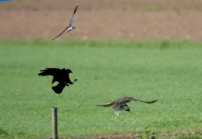 Langs de dijk tussen Wijk bij Duurstede en Amerongen : 4 vogels in n opname