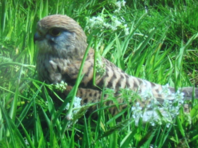 eerste foto van een vogel met een simpele Canon powershot A410 Camera
Deze torenvalk zat lekker te zonnen in het gras waardoor ik best dichtbij kon komen