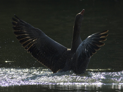 Dezelfde gans van de vorige plaatsing. Op een gegeven moment was de gans de eenzaamheid zat en verhief zich met veel kabaal uit het water.
Na enige tijd kwam er tussen het riet door een andere gans aangevlogen.
Na een ganzendiscussie besloten ze samen op te trekken.
Nikon AFS 300mm + 1.7 TC2  6.7  1/1000 -2,3 stops