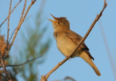 Ik hoorde en zag op het eiland dit vogeltje overal  heel hard zingen. Het verbaasd me des te meer dat ik van deze soort vrijwel geen foto's zie en deze dus ook nog volop past in mijn serie-tje "<20 op BP".