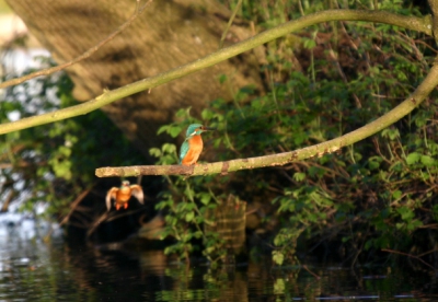 Bij ons achter in de tuin gemaakt, ik ben net een half jaar aan het fotograferen dus tips zijn welkom