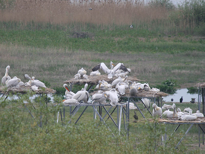 Ten zuiden van de Zee van Marmara en de stad Bandirma ligt het meer Kus Gl (Vogelmeer), waarvan een deel al jaren geleden is uitgeroepen tot Nationaal Park "Kuscenneti" (Vogelparadijs). Het park is erg vogelrijk maar toch vooral bekend als een van de belangrijkste broedplaatsen van de Kroeskoppelikaan. Het park is niet toegankelijk, maar vanuit een 15 m hoge observatietoren zijn de pelikanen, die broeden op enkele nestplatforms, te bewonderen. Vanaf de toren is de afstand tot de platforms zeker 200 m, dus van verstoring is geen sprake.