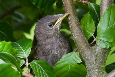 Door een duidelijk gepiep van een juveniele spreeuw in de wilg in mijn tuin werd mijn aandacht getrokken. Het jong zat verschollen tussen de takken maar Een straaltje zonlicht kwam er nog bij (foto1). Ondanks mijn aanwezigheid kwam moeders aan met voedsel. In een Flits was het gebeurd en vertrok moeders weer (Foto 2, technisch geen geweldige plaat, maar naar mijn mening wel boeiend, zal wel in het tijdelijke belanden, maar ik zet hem ook in mijn PA. Na verloop van tijd hipte het jong van tak naar tak om uiteindelijk in de beukenhaag onder de wilg te belanden.