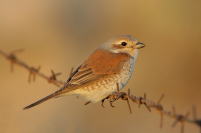 langs de weg, overal te zien, net zoals in Turkije, een doodmakkelijke vogel om te fotograferen.