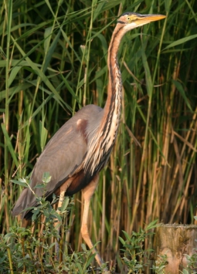 <i class='fa fa-user'></i> Davevanstijn | Purperreiger  <i class='fa fa-eye'> 754</i>  <i class='fa fa-thumbs-up'> 3</i>   <i class='fa fa-comment-o'> 3</i>