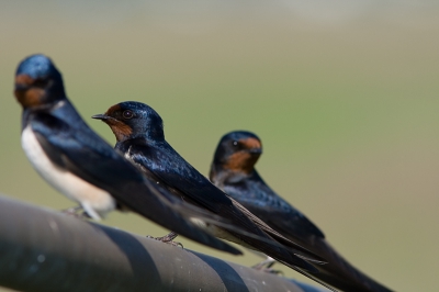 Drie kleine ....... zwaluwtjes op een hek.