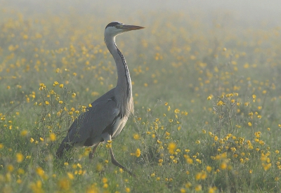 <i class='fa fa-user'></i> Koen Devos | Blauwe Reiger  <i class='fa fa-eye'> 953</i>  <i class='fa fa-thumbs-up'> 8</i>   <i class='fa fa-comment-o'> 13</i>