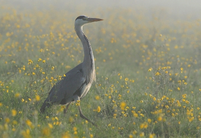 <i class='fa fa-user'></i> Koen Devos | Blauwe Reiger  <i class='fa fa-eye'> 951</i>  <i class='fa fa-thumbs-up'> 8</i>   <i class='fa fa-comment-o'> 13</i>