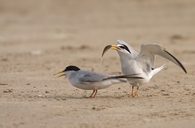 more images at http://www.pbase.com/danny_laredo/birds