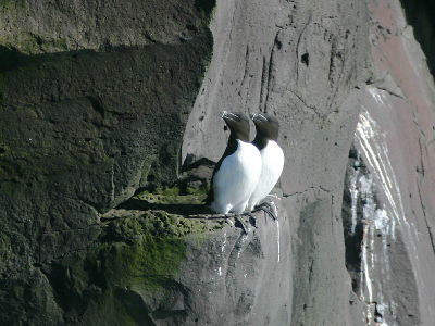 Paar op een vogelrots met kolonies Drieteenmeeuwen, Zeekoeten en Alken