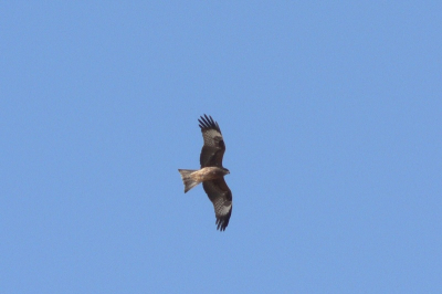 Kwam regelmatig overvliegen heb er zelf op den duur 4 samen zien zweven.
Qua vogel lijkt he top een zwarte wouw maar de witte vlekken horen daar niet bij. Heb verder gezocht bij afbeeldingen en kwam zodoende uit bij de oostelijke variant. Het valt niet mee om hier voldoende informatie over te vinden.