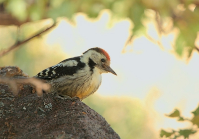 Ter aanvulling van Glenn zijn prachtige Middelste. Deze was echter zeer moeilijk en een voorbeeld van een chte tegenlichtfoto. Hier wordt de vogel zichtbaar maken extra bemoeilijkt door de schaduw van de boom in combinatie met de felle tegenzon. Met het uitlichten van de donkere delen krijg je dan vaak een vertekening zoals op die in de weg zittende tak. Vind hem toch de moeite, je ziet niet vaak een (Middelste!) Bonte op een steen.