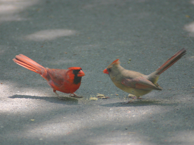 Verrassend toch altijd, uit evolutionair oogpunt, dat zo'n ongecamoufleerde vogel als de Kardinaal zich zo tam gedraagt en zo talrijk is. 
Ik heb meerdere (te) beeldvullende foto's gemaakt van alleen het mannetje, maar deze vond ik qua compositie het mooist.