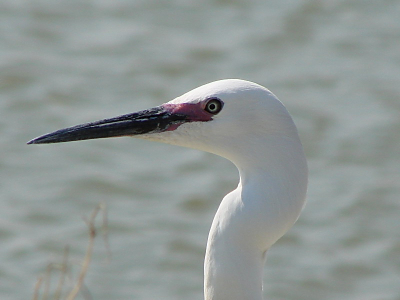 This Little Egret stand there and didn't want to move.