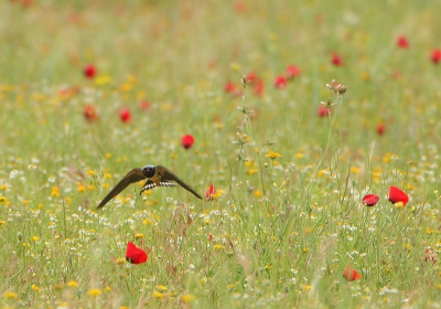 Vlak bij het hotel lag een prachtige bloemenweide. Ik hield het elke dag in 't oog maar veel vogels kwamen er niet. Tot het weer plotseling veranderd en de zwaluwen laag vlogen om de insecten op te pikken tussen de papavers. Dit vond ik een mooi, kleurrijk tafereel.