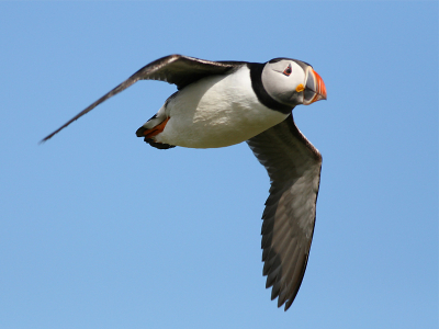 Heerlijk om mooi weer met felle zon te hebben, maar het belichten van zwart-witte vogels ....grrrr