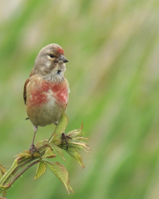 lastig om de vogel te fotograferen, veel wind en slecht licht.
prachtig hoe die kleuren eruit komen.