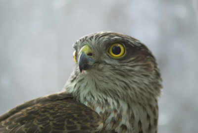 Nog een close up van de sperwer in de kas.
Is en blijft een mooi moment