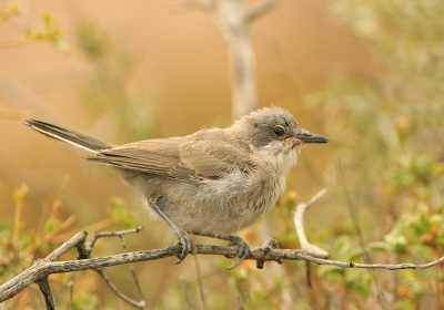 Een zeldzaam gefotografeerde vogel. Van dit jongkleed zag ik zelfs nog geen foto's. 

meer op www.rudidebruyne.be