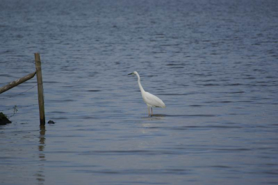 Valt niet mee om hem dichterbij te krijgen met een 70-300 lens.
Maar voor mij doen toch best een aardige foto.